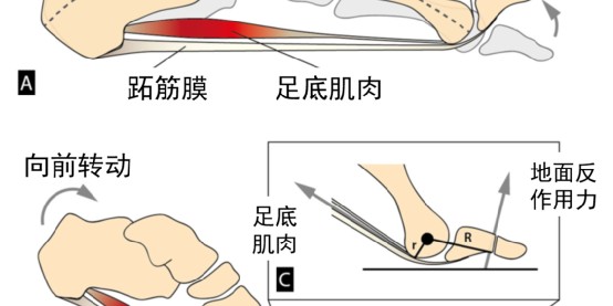 爱游戏体育官方网站-技术兴奋剂与顶级阳谋，马拉松破2背后的跑鞋战争